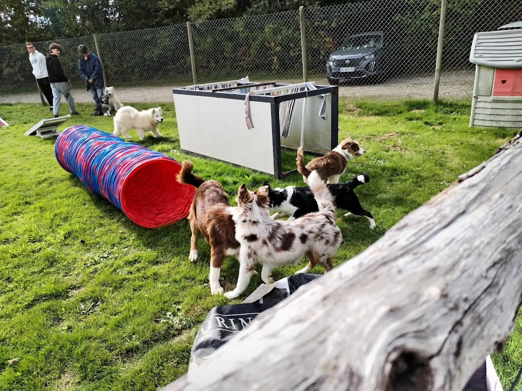 Club Canin Gemmois - photo 1