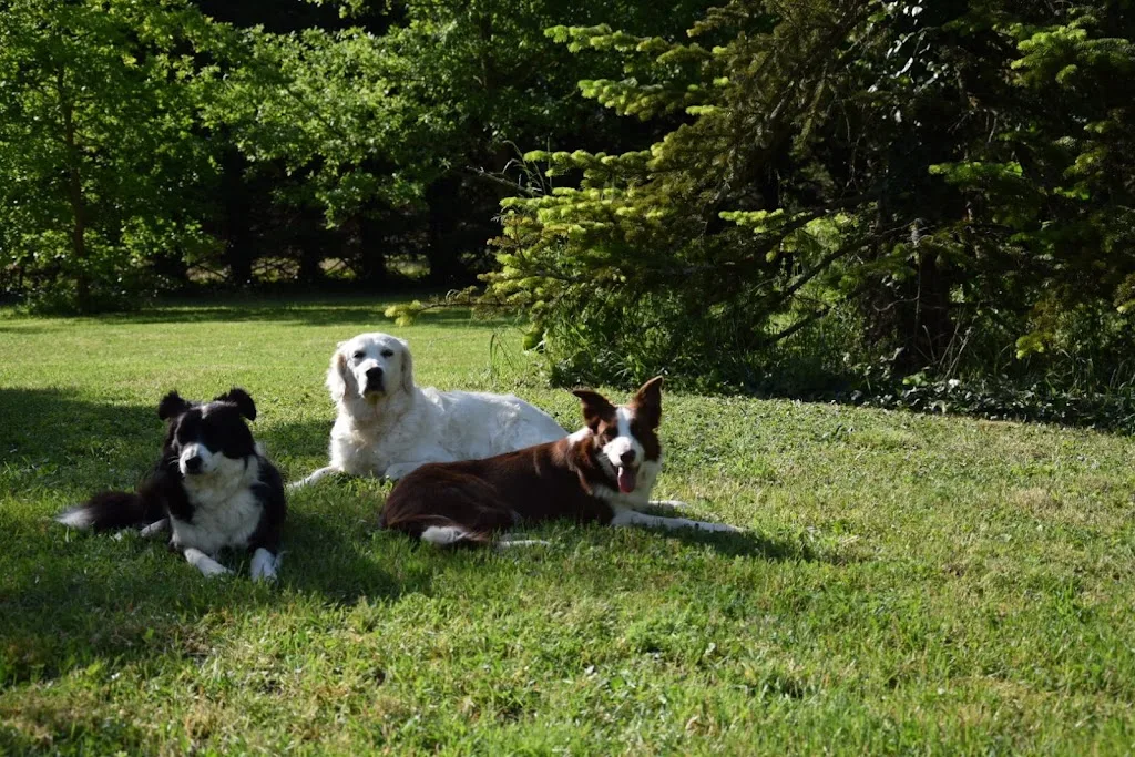 Club Canin Gemmois - photo 2
