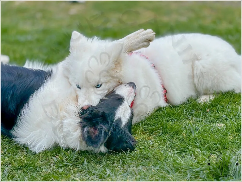 Club canin du Livradois - photo 1