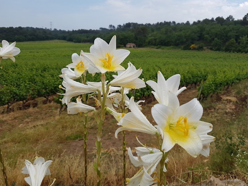 Adeline STEIGER, Kinésiologue , animatrice Brain Gym