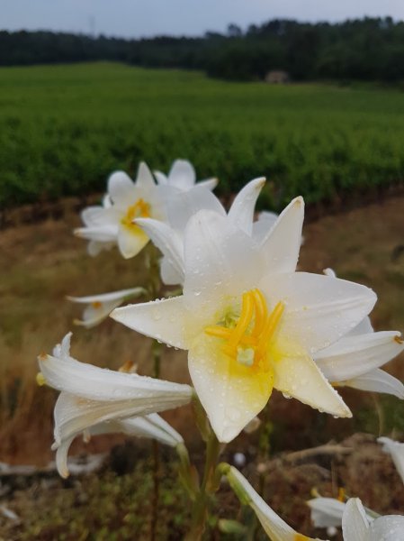 Adeline STEIGER, Kinésiologue , animatrice Brain Gym - photo 3