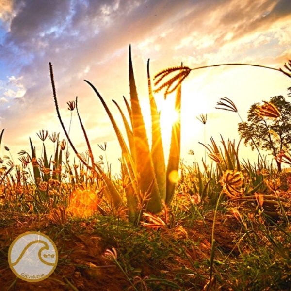 Aloe Vera CoEvolution - photo 2