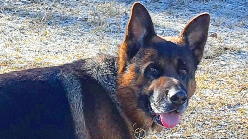 Cyno Training pro dog - photo 1